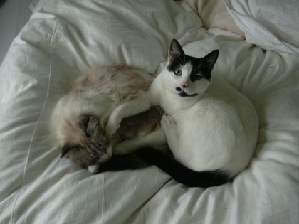 Janice Gray's cats GATO AND SWEETS
